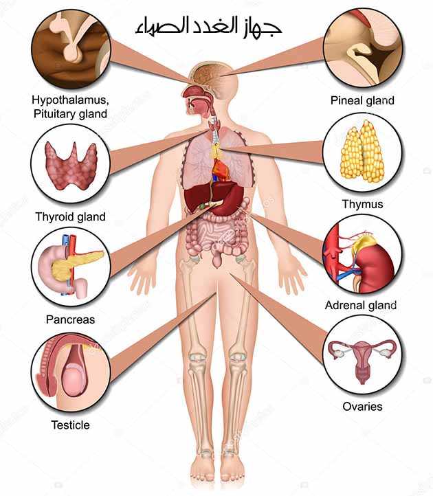جهاز-الغدد-الصماء.jpg